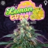 Semillas de marihuana LEMON CURD (Perfect Tree) Cogollo.