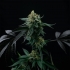 Semillas de cannabis para cultivo LIME OZZ (Perfect Tree)