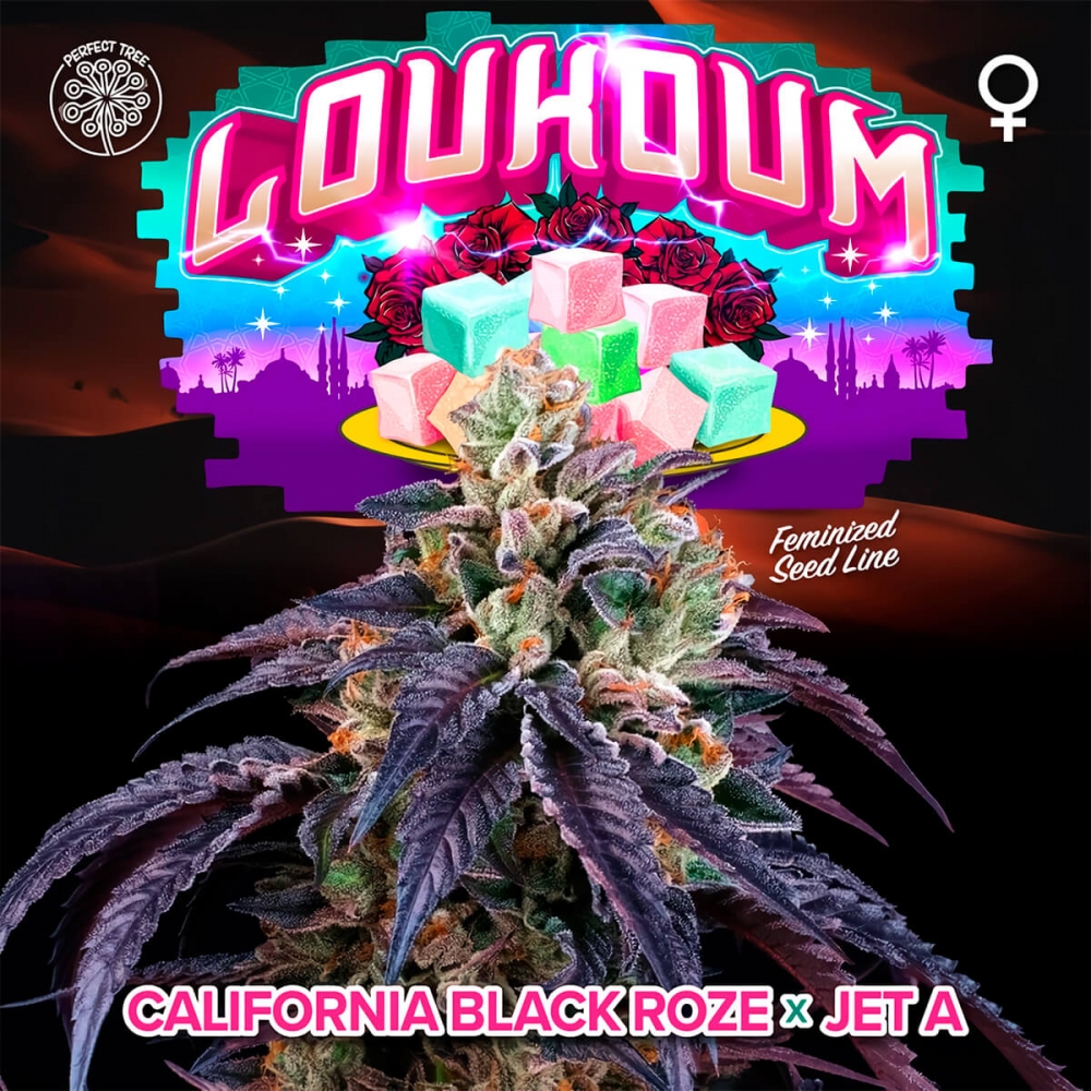 Semillas de cannabis LOUKOUM (Perfect Tree)
