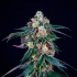 Semilla de cannabis MIDNIGHT SUNSET (Perfect Tree) Cogollo.