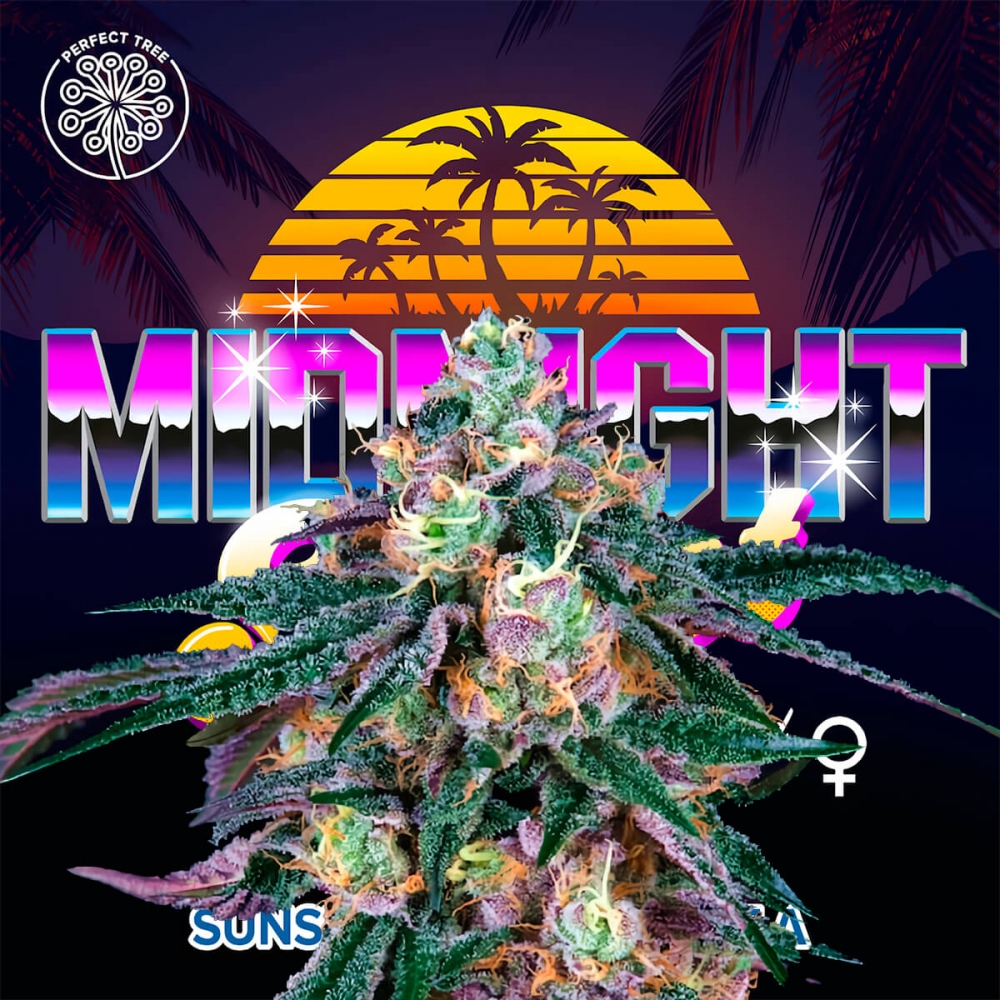 Semilla de marihuana feminizada MIDNIGHT SUNSET (Perfect Tree)