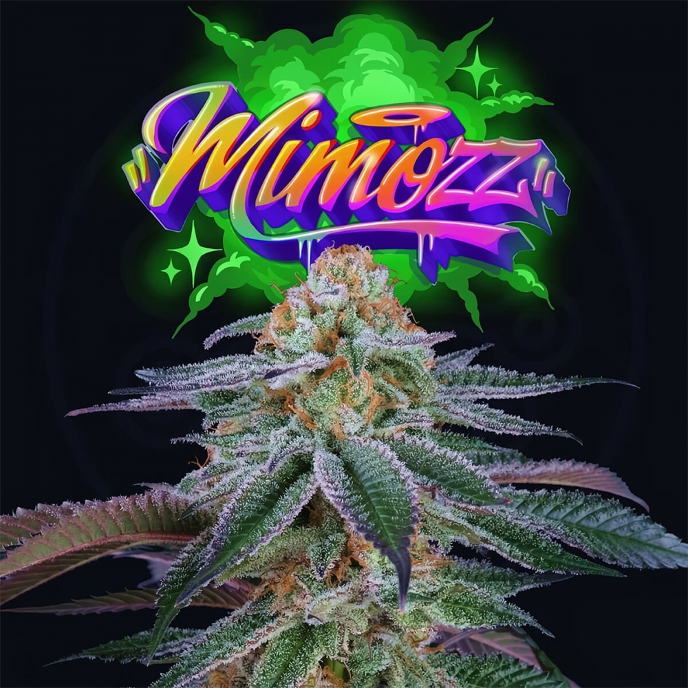 Semilla de marihuana feminizada MIMOZZ (Perfect Tree)