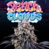 Semillas de cannabis PEACH CLOUDS (Perfect Tree)