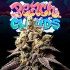 Semillas de marihuana feminizadas PEACH CLOUDS (Perfect Tree)