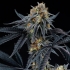 semillas de cannabis PEACH SHERBERT OG (Perfect Tree)