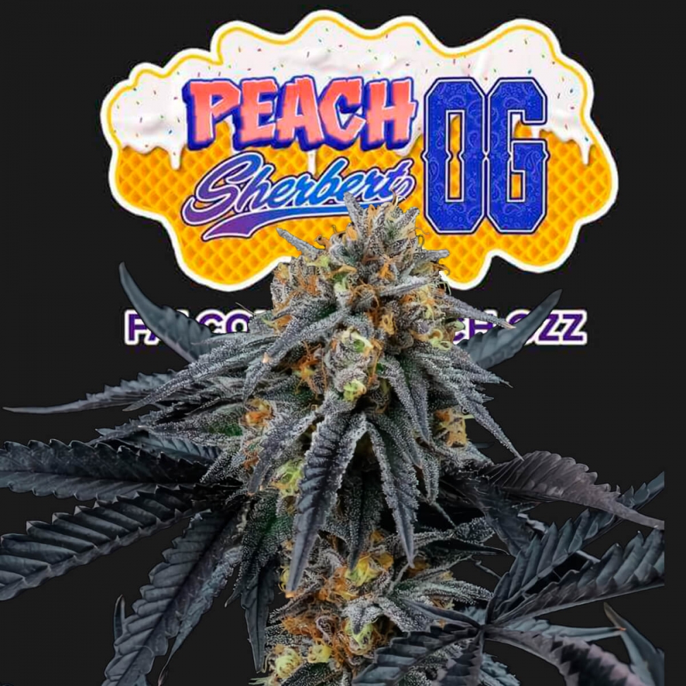 Semillas de marihuana feminizadas PEACH SHERBERT OG (Perfect Tree)