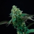 Semilla de cannabis PINK GASOLINE (Perfect Tree)