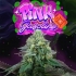 Semilla de marihuana feminizada PINK GASOLINE (Perfect Tree)