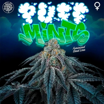Semillas de marihuana feminizadas PUFF MINTS (Perfect Tree)