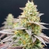 Semillas de cannabis RAINBOW TRIANGLE (Perfect Tree) cogollo.