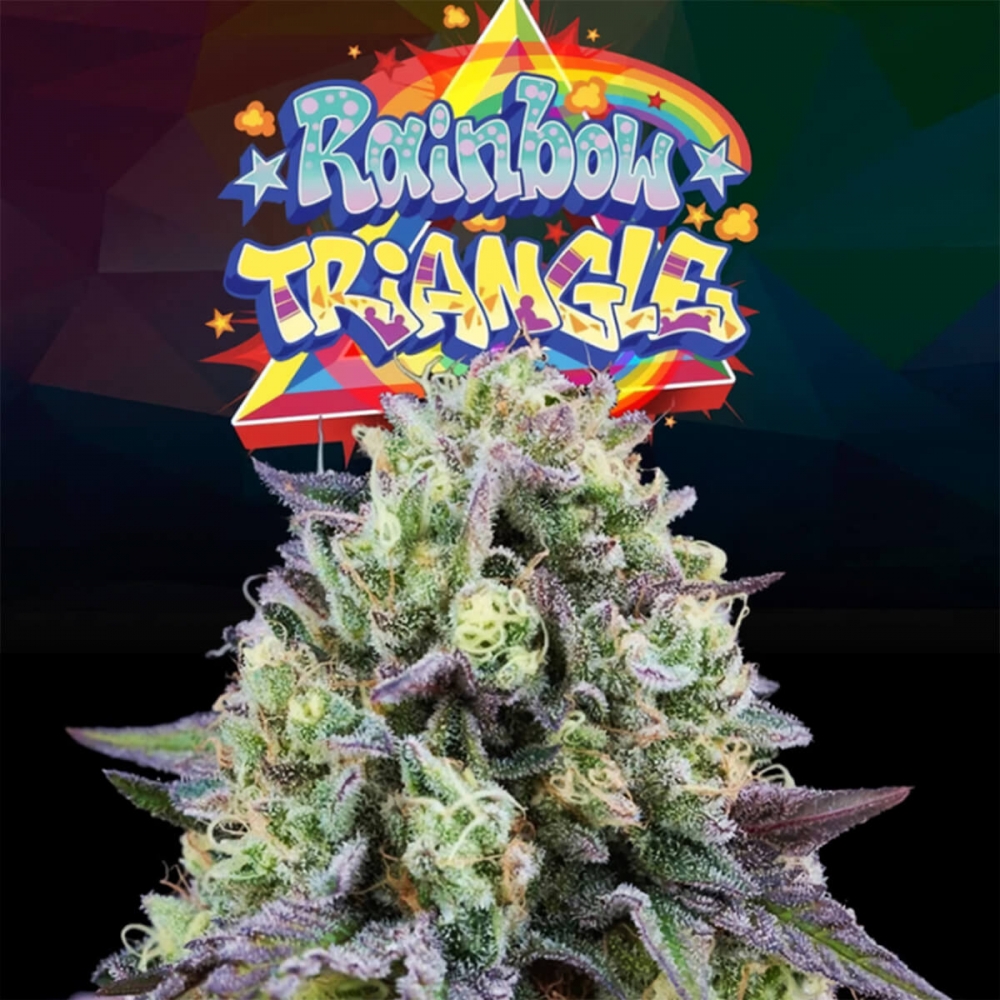 Semillas de marihuana feminizadas RAINBOW TRIANGLE (Perfect Tree)