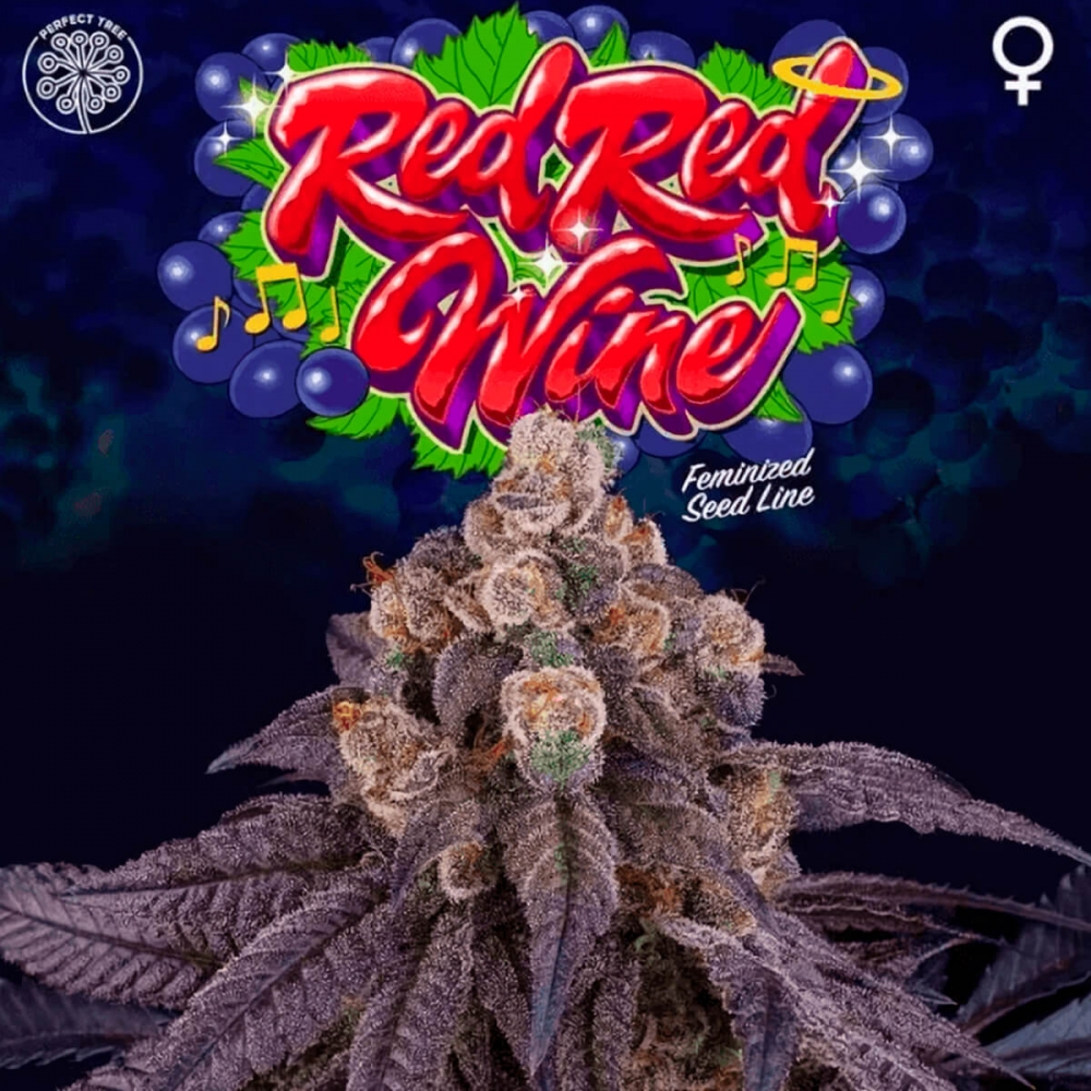Semillas de marihuana feminizadas RED RED WINE (Perfect Tree)