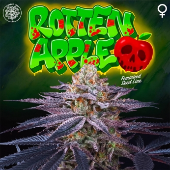 Semilla de marihuana feminizada ROTTEN APPLE (Perfect Tree)