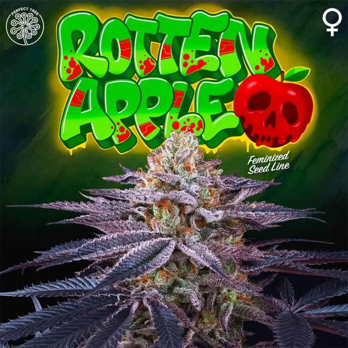Semilla de marihuana feminizada ROTTEN APPLE (Perfect Tree)