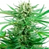 PAPI CHULO OG (Sensi Seeds Research) Cogollos de marihuana.