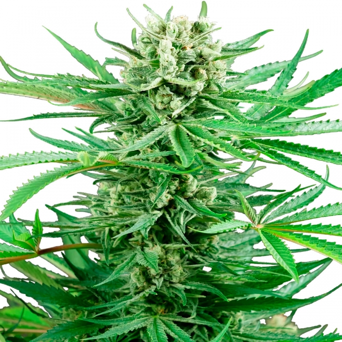 PAPI CHULO OG (Sensi Seeds Research) Cogollos de marihuana.