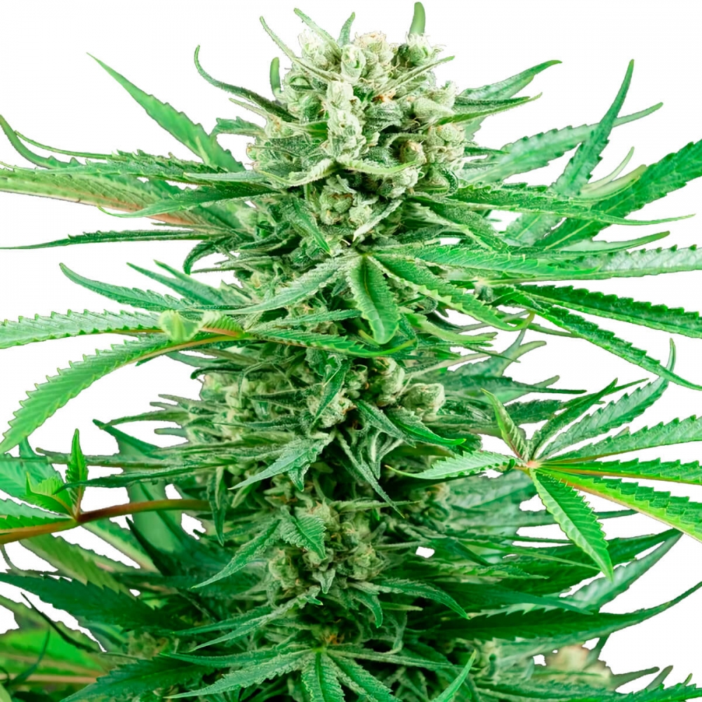 PAPI CHULO OG (Sensi Seeds Research) Cogollos de marihuana.