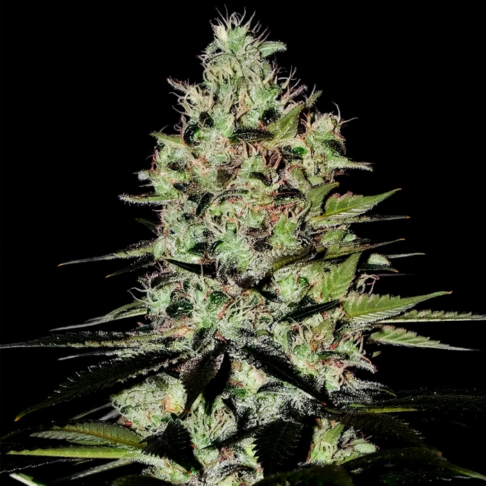 AUTO WERNARD (Positronics) Semillas de marihuana feminizadas, cogollo.