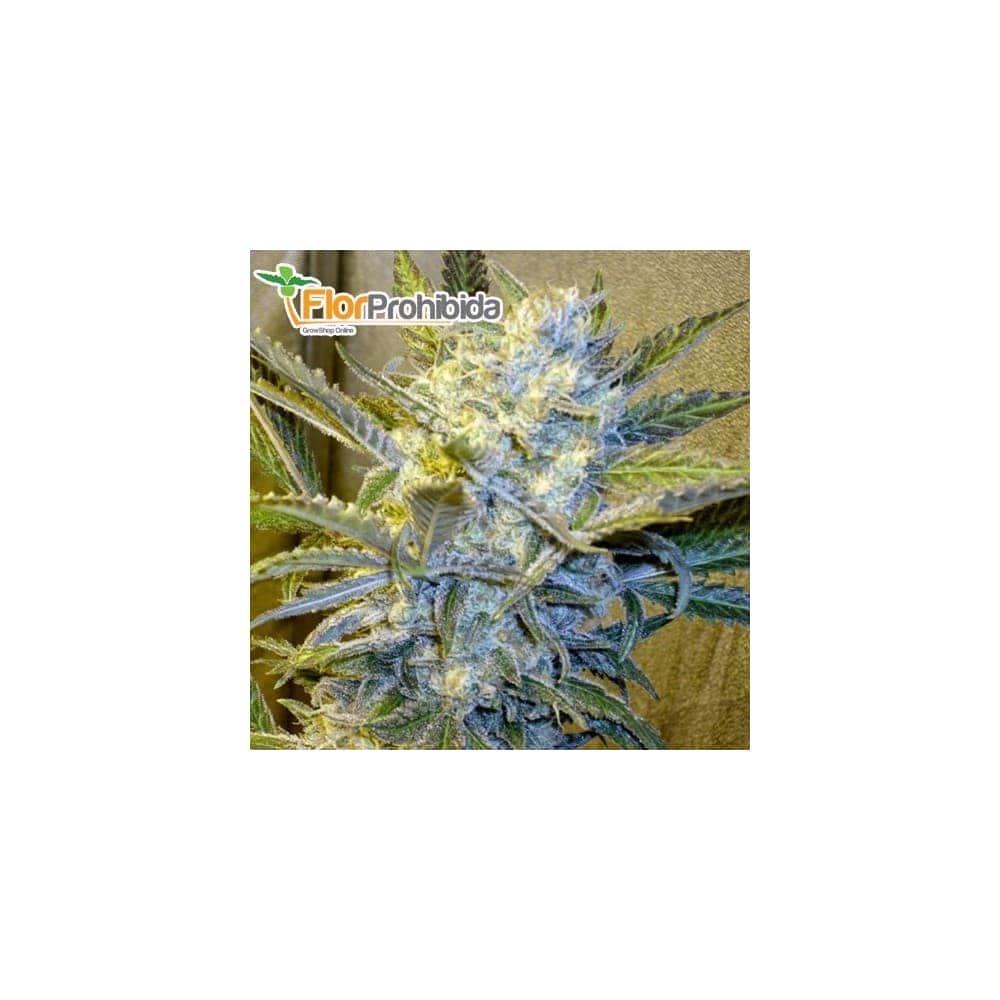 AUTO BLUE MYSTIC (Nirvana) Semillas autoflorecientes de marihuana