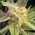 SEMILLAS AUTOFLORECIENTES AUTO BLUE MYSTIC (Nirvana) Semillas autoflorecientes de marihuana