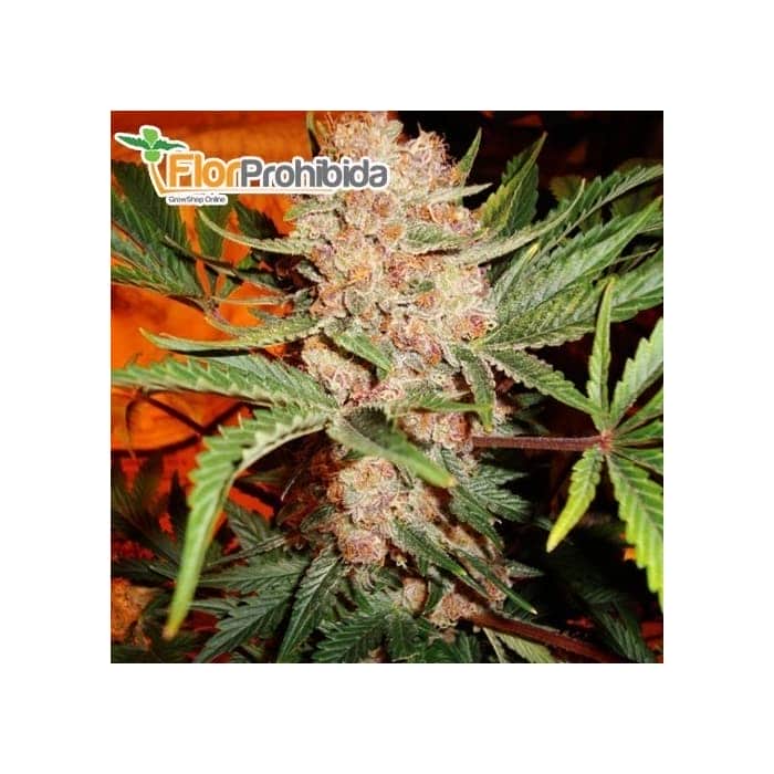Semilla AUTO BUBBLELICIOUS (Nirvana) Autofloreciente feminizada