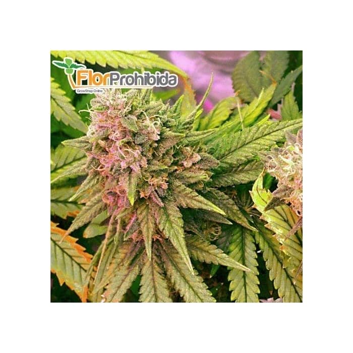 Semilla BUBBLELICIOUS AUTOFLORECIENTE (Nirvana) Feminizada