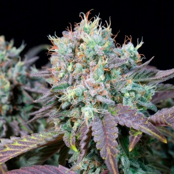 BLUE GEM (Paradise Seeds) Semilla de marihuana feminizada.