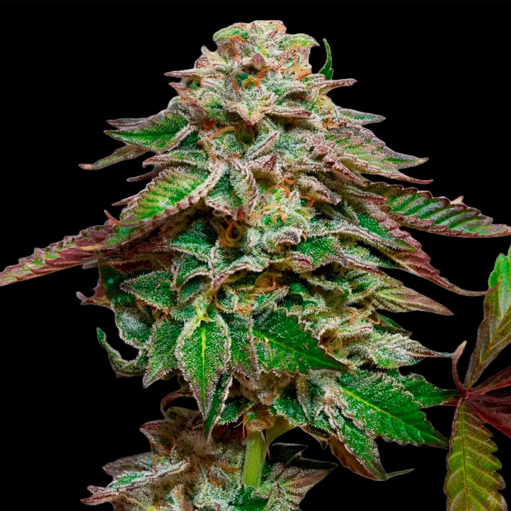 BLUE GEM (Paradise Seeds) Semilla de cannabis.