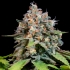 HIGHWAY 66 (Paradise Seeds) Semilla de marihuana feminizada.