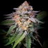 HIGHWAY 66 (Paradise Seeds) Cogollo principal.