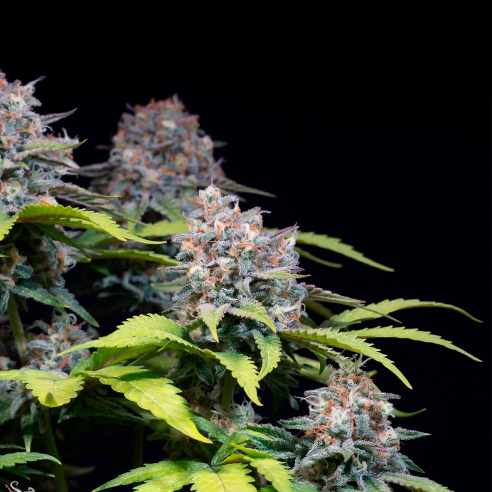 HIGHWAY 66 (Paradise Seeds) Semilla de cannabis.