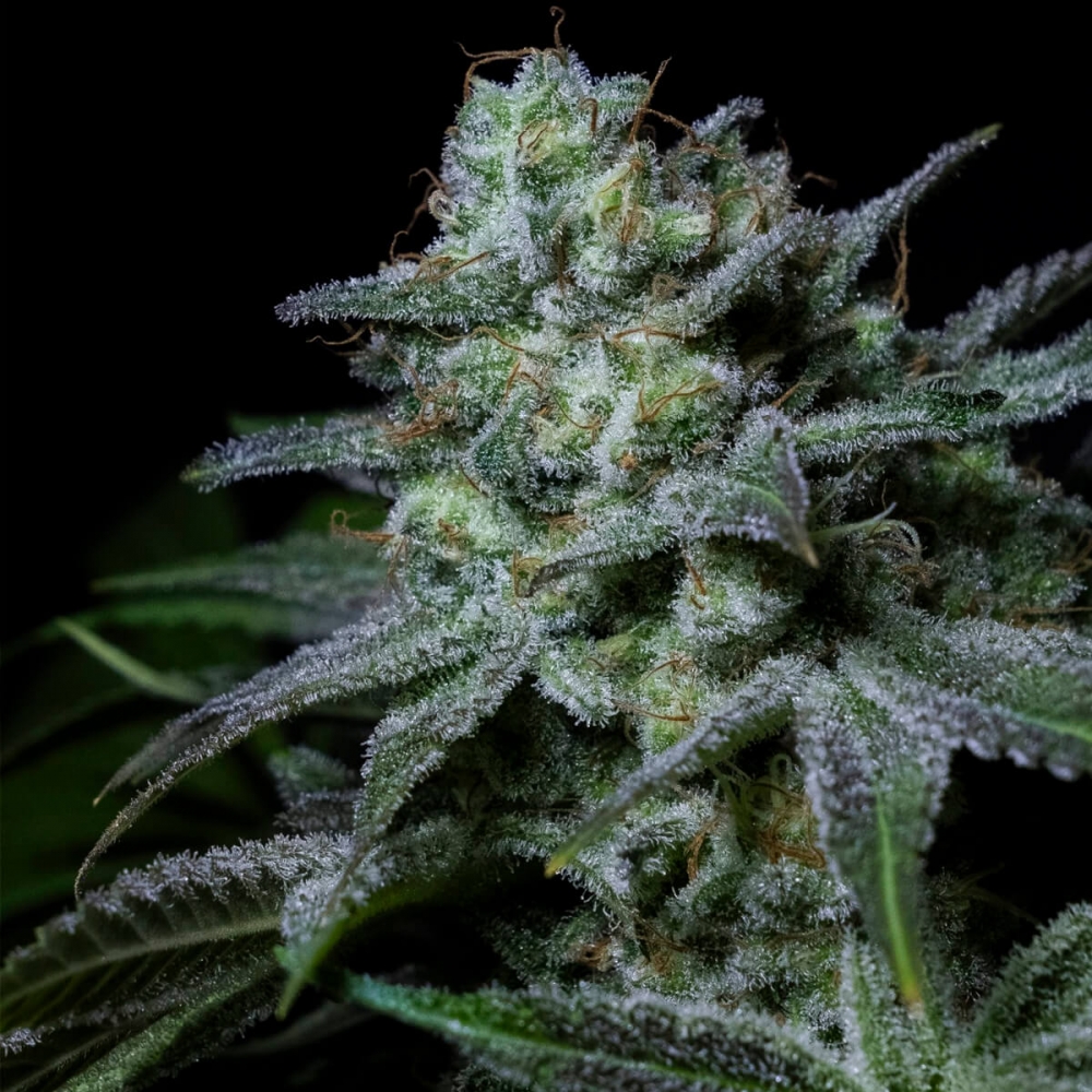 CREAM KONG (Positronics Seeds) Semillas de marihuana feminizadas