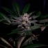 RAINBOW FLAKES (Positronics Seeds) Semillas de marihuana feminizadas