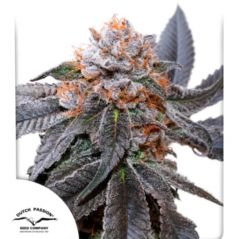 BLUE ZUSHI (Dutch Passion) Semilla de marihuana feminizada.