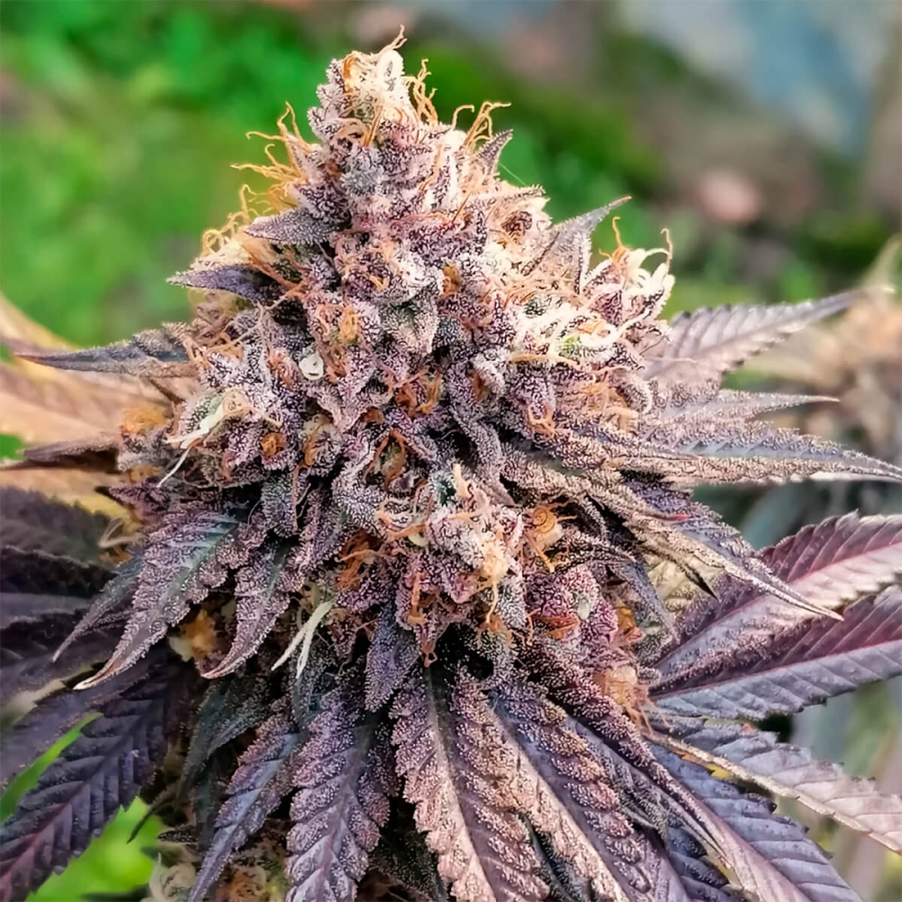 GMO FAST (Dutch Passion) Semilla de marihuana feminizada, cogollo enorme.