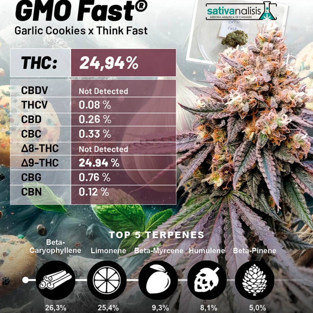 GMO FAST (Dutch Passion) características de la planta.