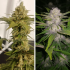 LEMON Z (Dutch Passion) Diferentes fenotipos.