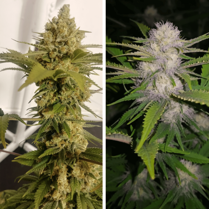 LEMON Z (Dutch Passion) Diferentes fenotipos.