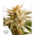 LEMON Z (Dutch Passion) caratula del envase.