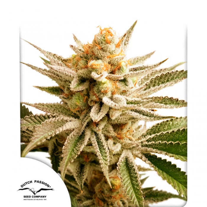 LEMON Z (Dutch Passion) caratula del envase.