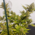 LEMON Z (Dutch Passion) Cultivo de interior.