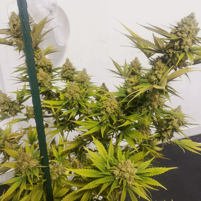 LEMON Z (Dutch Passion) Cultivo de interior.