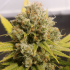 LEMON Z (Dutch Passion)