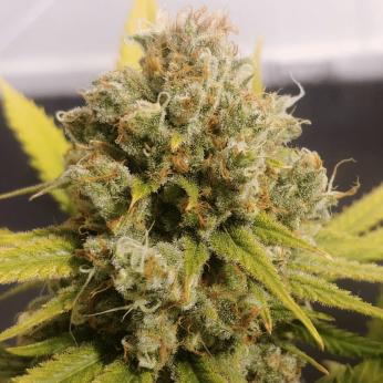 LEMON Z (Dutch Passion) Semillas de marihuana feminizadas.
