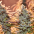 LEMON Z (Dutch Passion) Cogollos de marihuana.