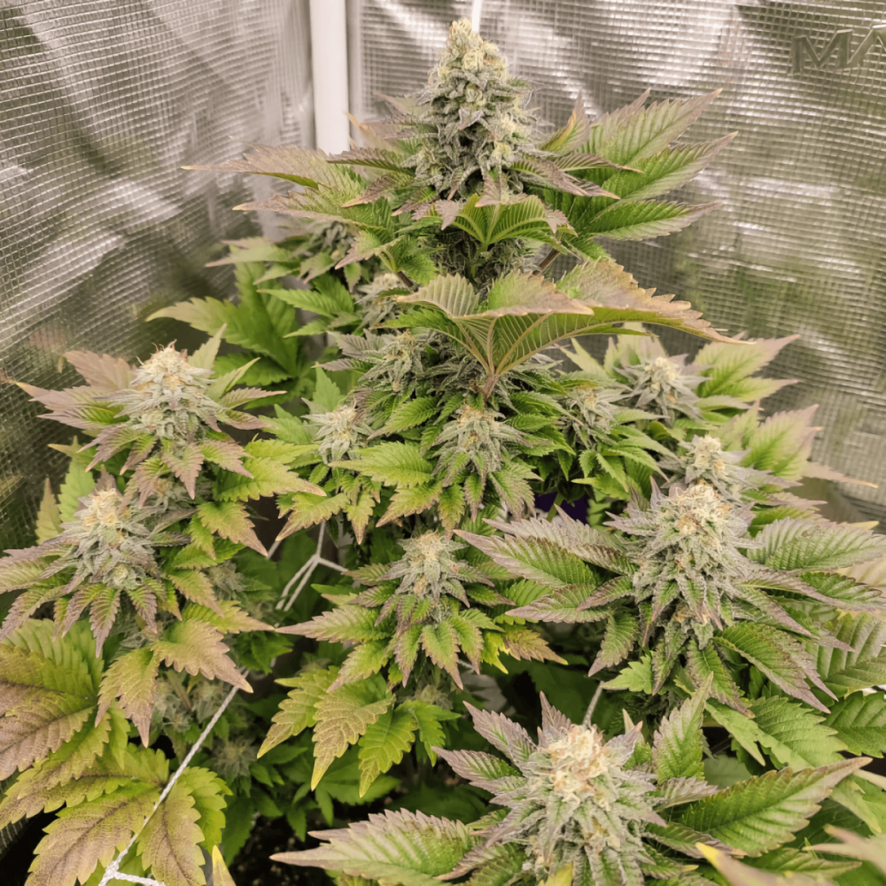 TROPICAL TANGIE (Dutch Passion) cultivo de interior.