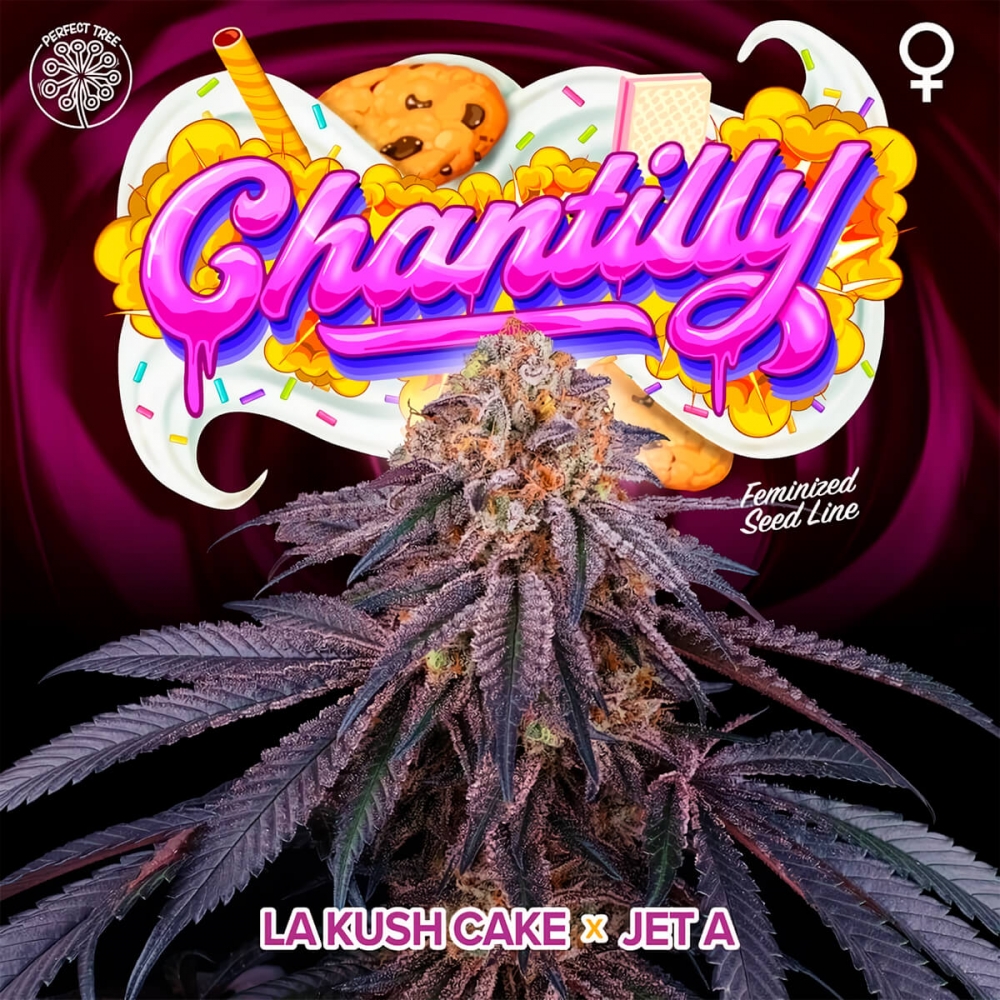 CHANTILLY (Perfect Tree) Semilla de marihuana feminizada.