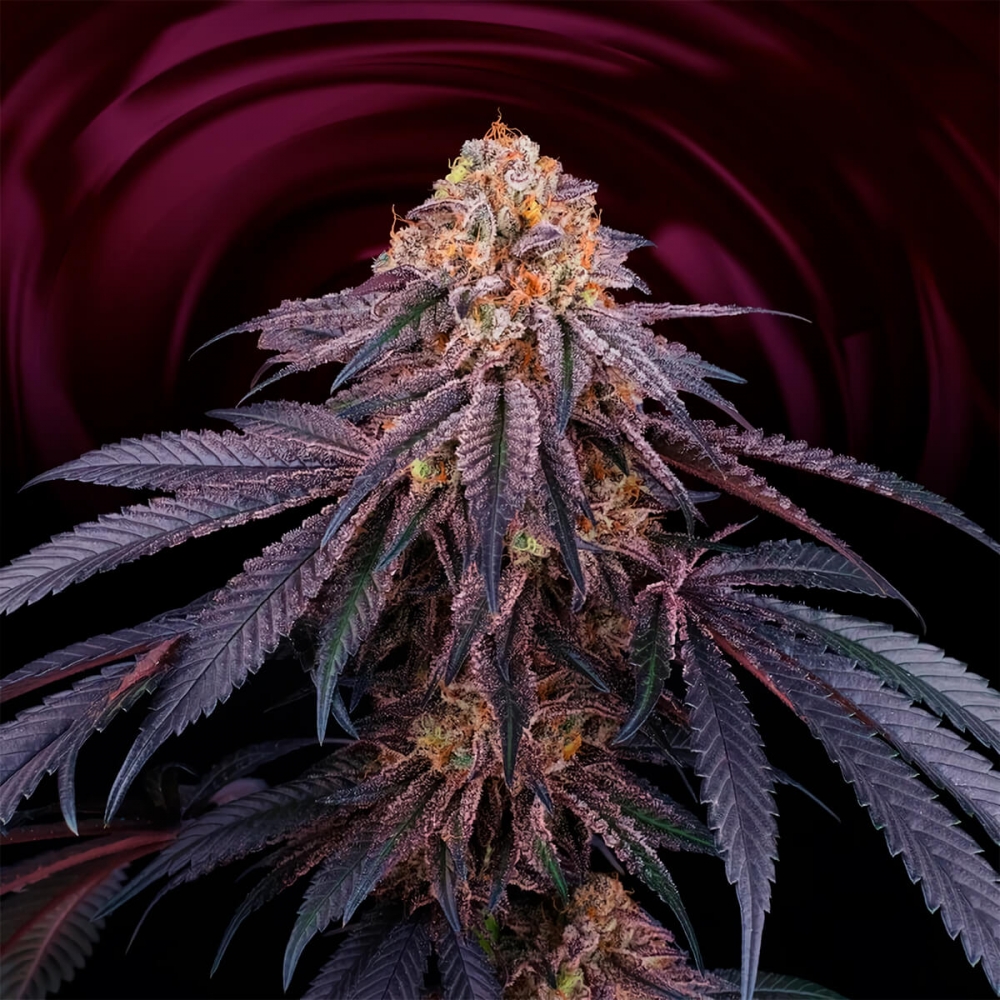 CHANTILLY (Perfect Tree) Cogollo resinoso de cannabis.