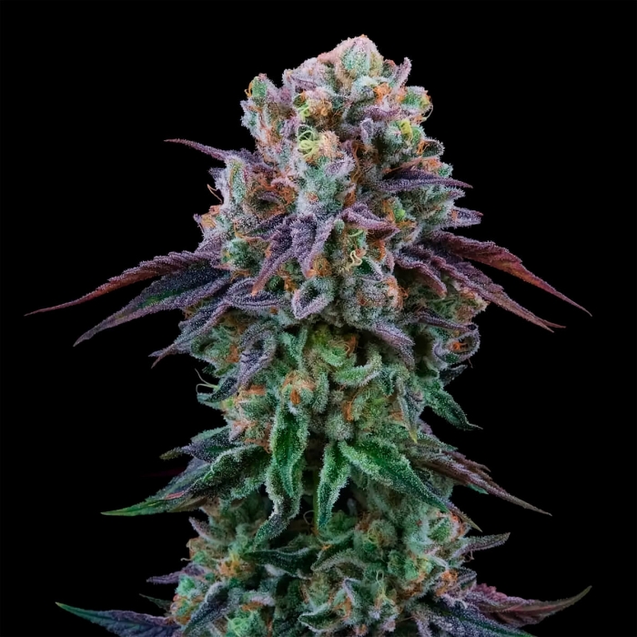 COCONUT CREAM (Perfect Tree) Cogollo de marihuana.