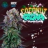 COCONUT CREAM (Perfect Tree) semilla de cannabis, logotipo.